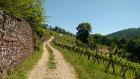 フランクフルトから列車で30分強、フランケンワイン地方では最北西のMichelbachのブドウ畑は文化遺産です。ブドウ畑と森を歩いて、その土壌を知り、醸造所を訪ねてみませんか。
お好きなワインが見つかれば最高。自然とワインを楽しむ旅をコーディネートします。Webご参照　www.grandcruexperiences.eu