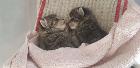 保護した生後２週間で湖周辺に捨てられた子猫