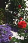 玄関前ポーチの花壇